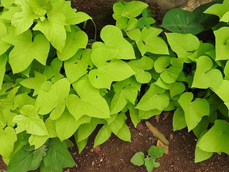 Dây leo cẩm thạch (bìm cảnh)