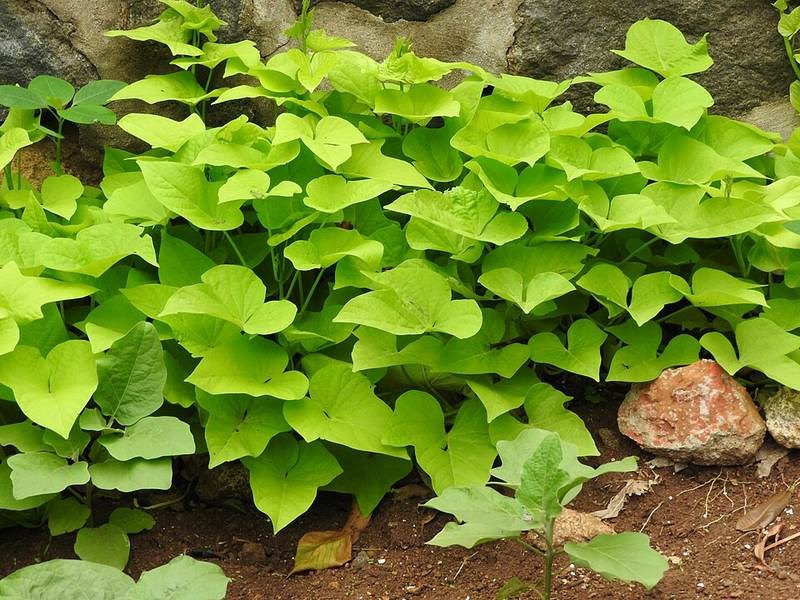 Dây leo cẩm thạch (bìm cảnh)