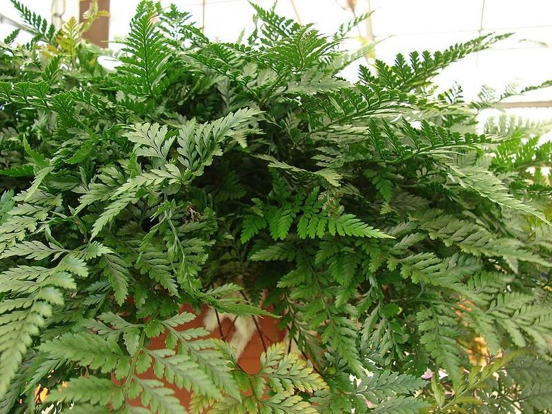 Cây lá nhung xanh (dương xỉ nhung)