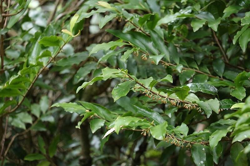 Cơm nguội lá to
