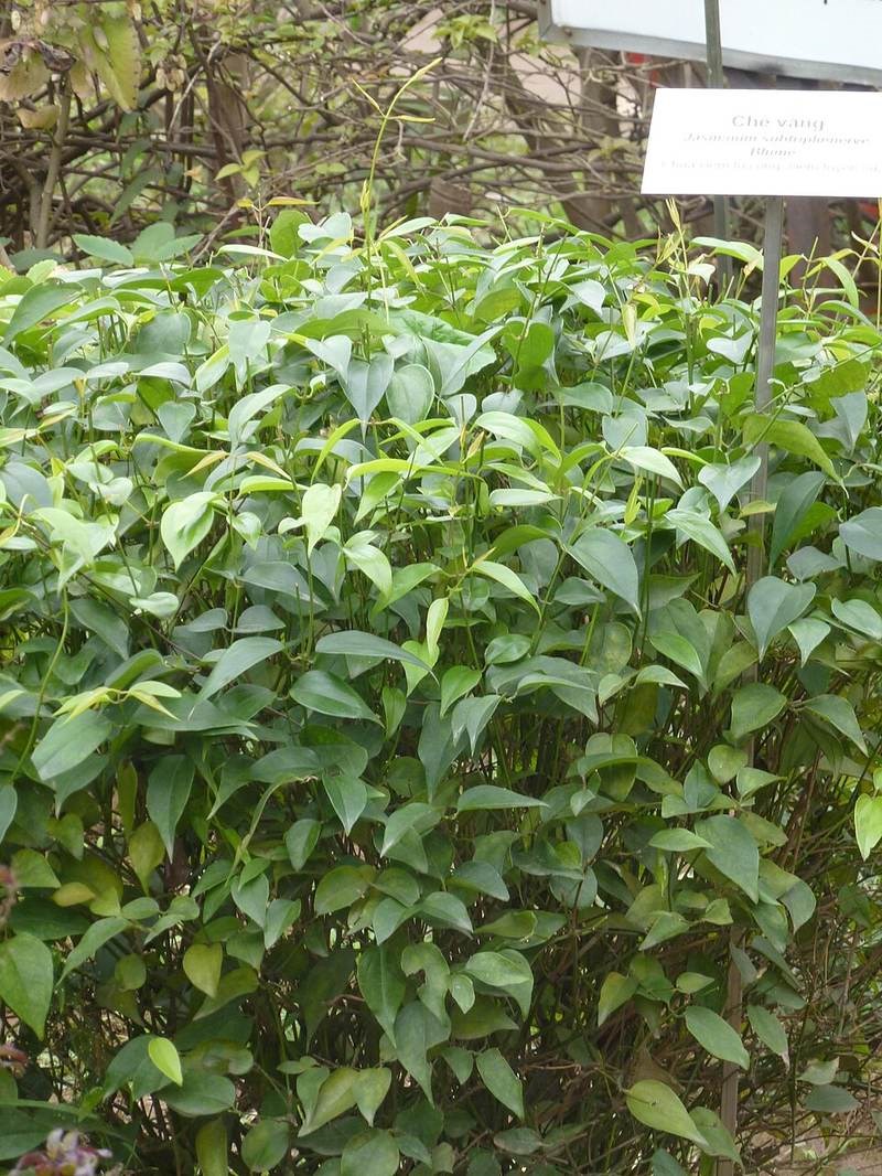 Lài rừng