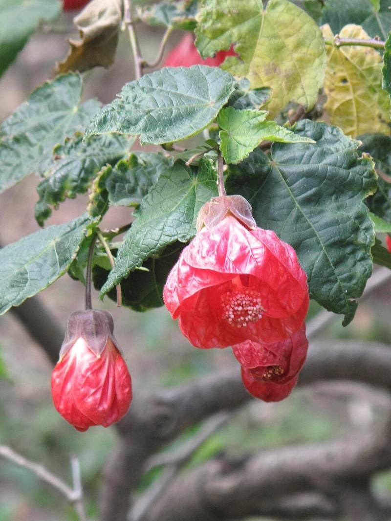 Bụp lồng đèn