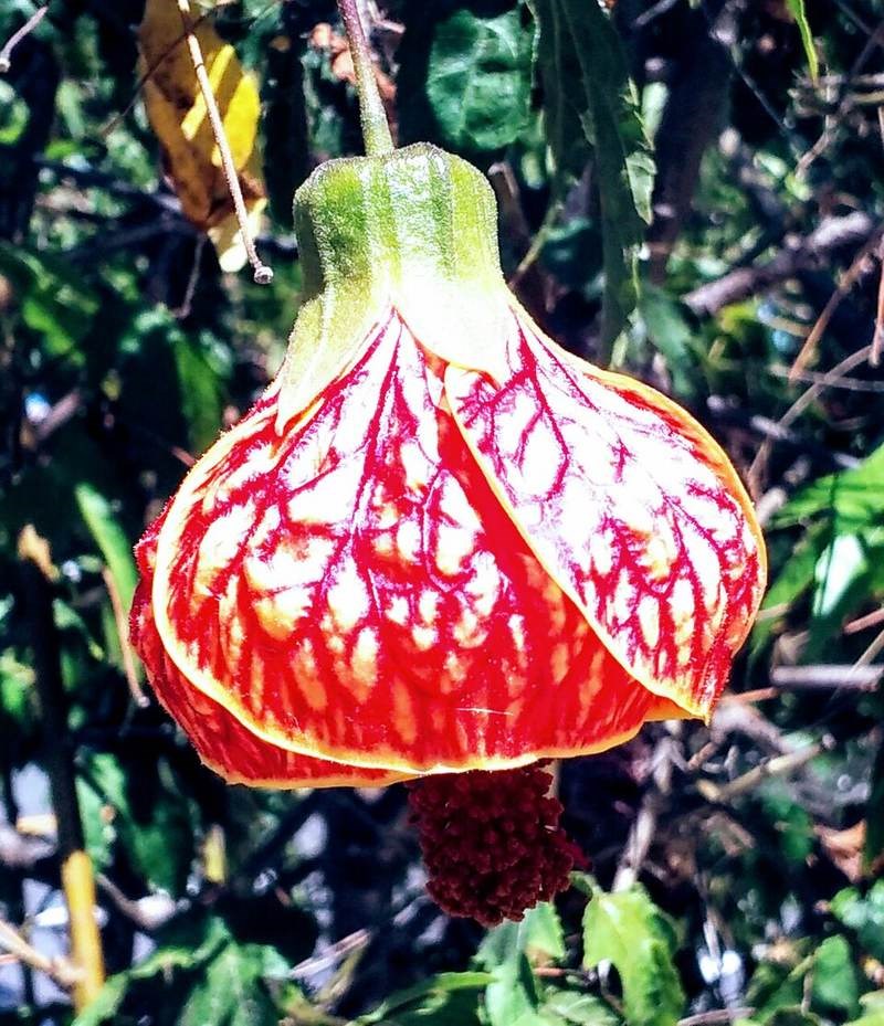 Bụp lồng đèn