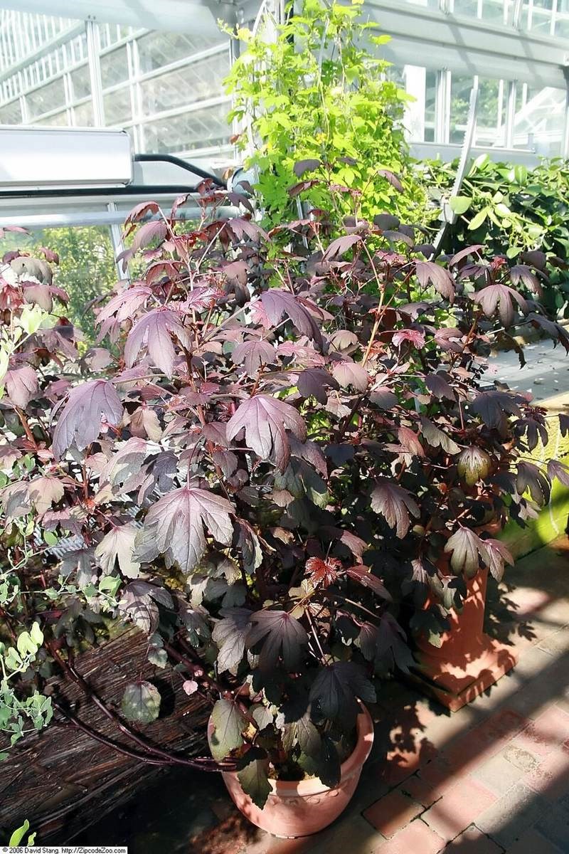 Cẩm chướng gấm (dâm bụt lá thu)