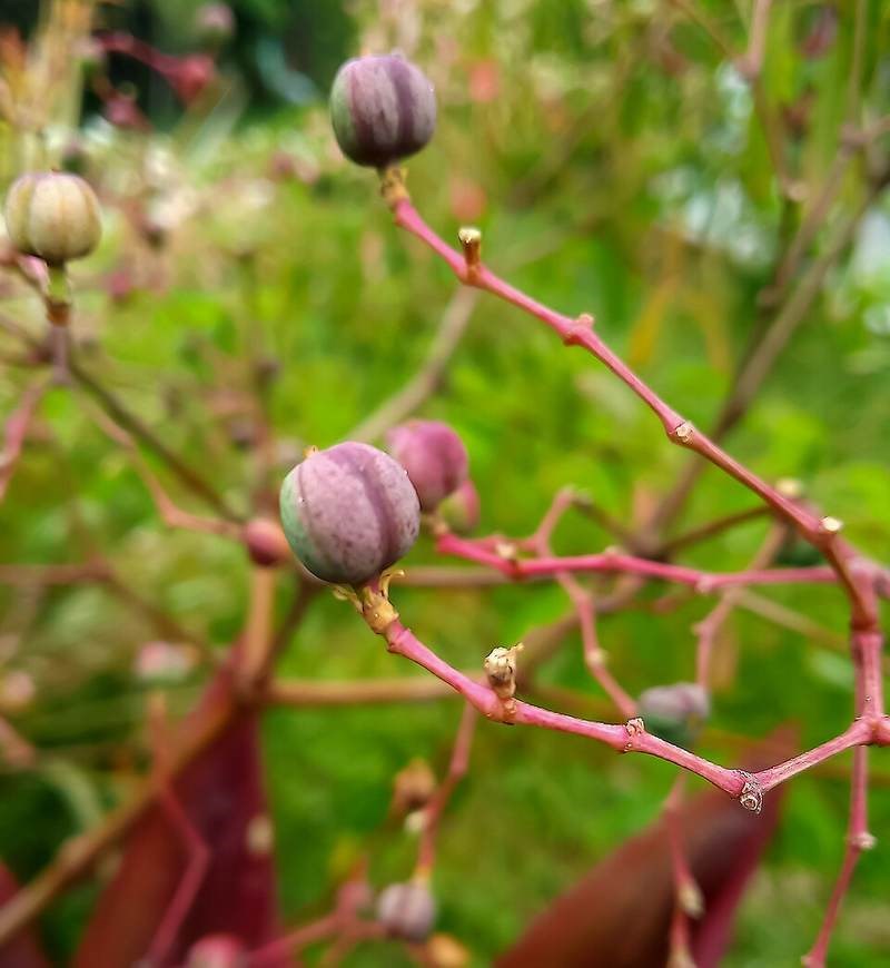 Bông tuyết (bâng khuâng trắng)