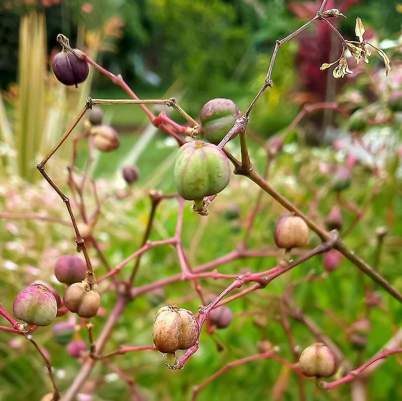 Bông tuyết (bâng khuâng trắng)