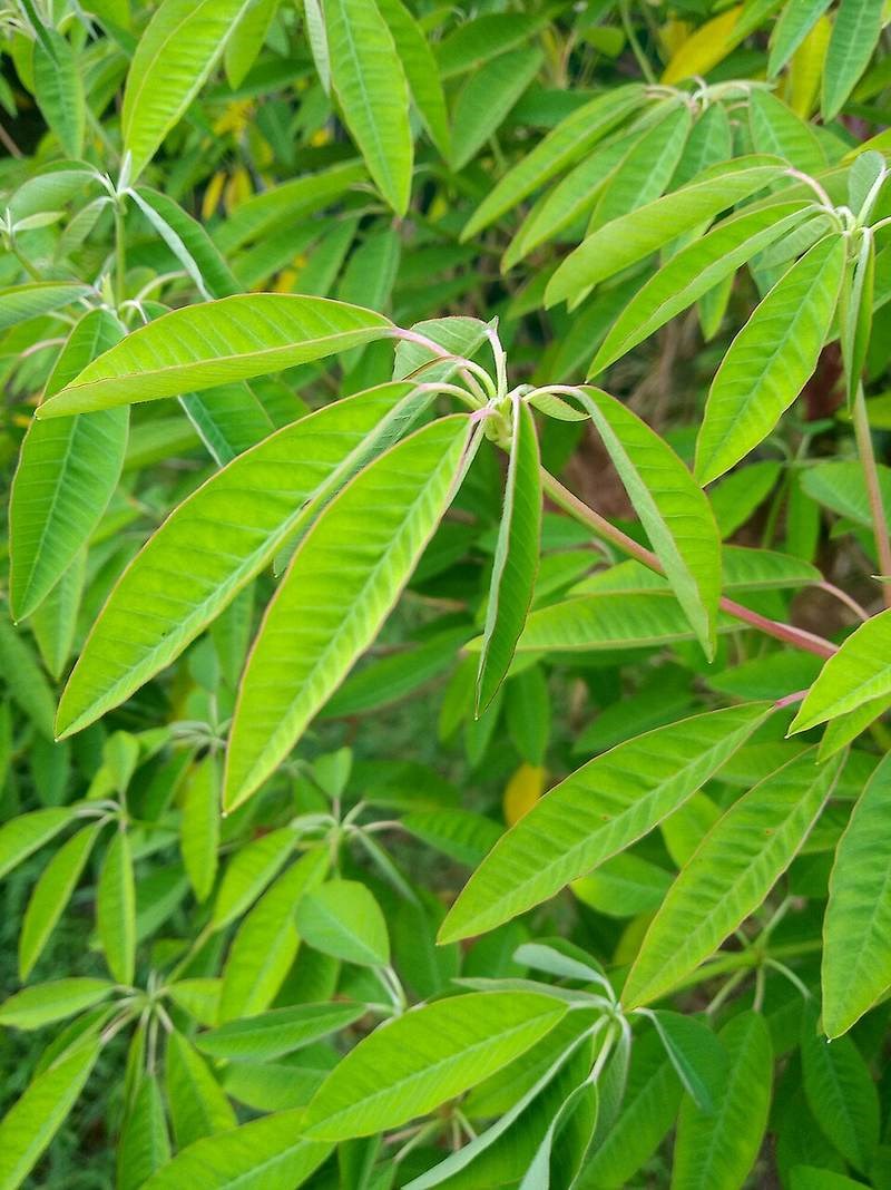 Bông tuyết (bâng khuâng trắng)