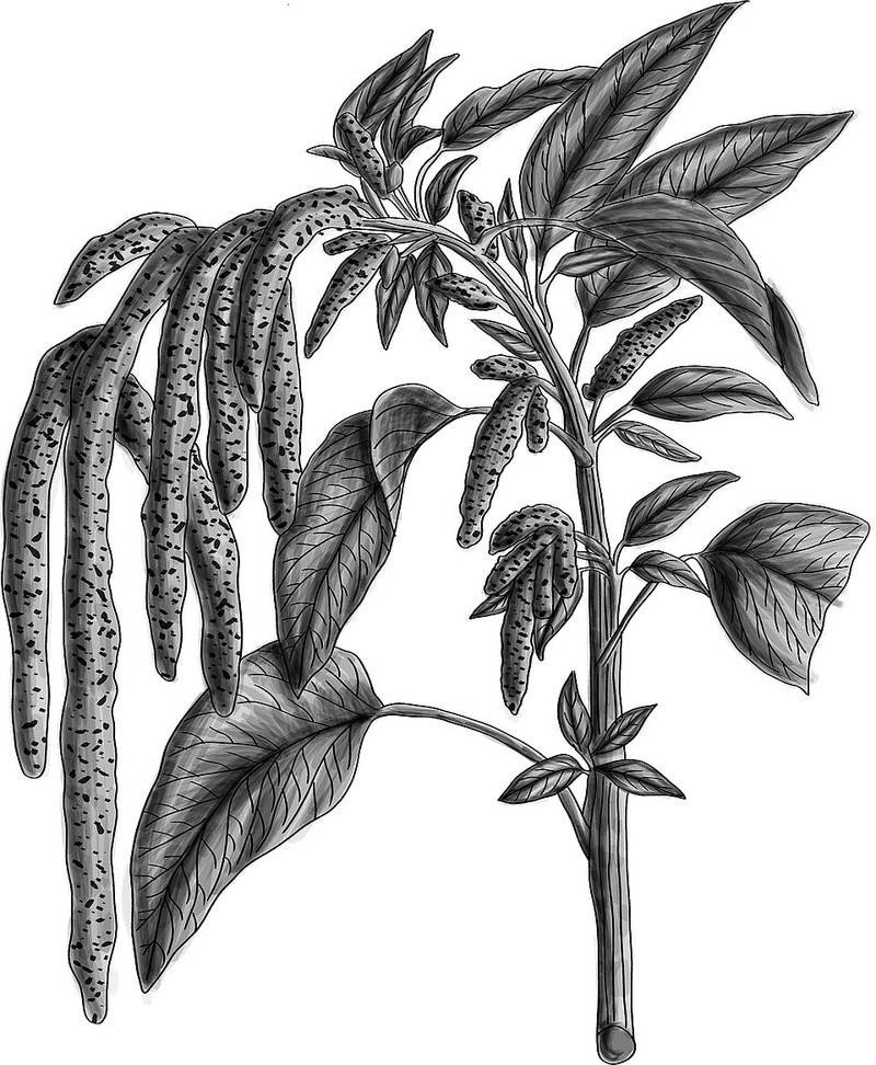 Đuôi chồn đỏ (dền cảnh)