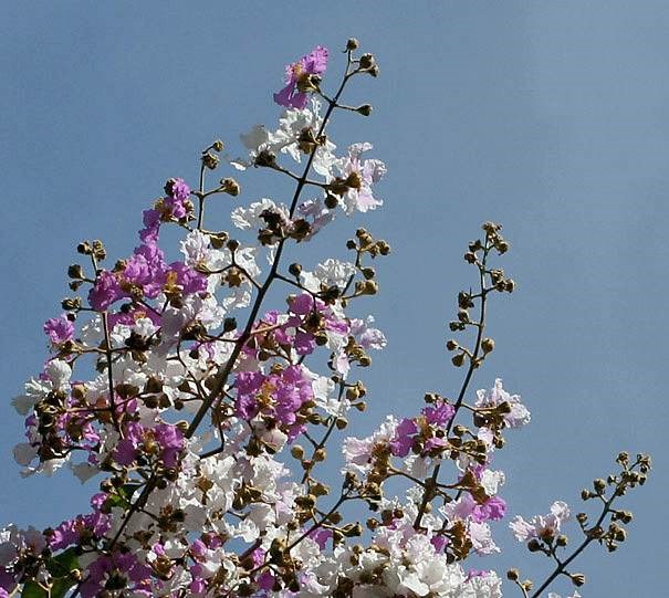 Bằng lăng tím sẻ
