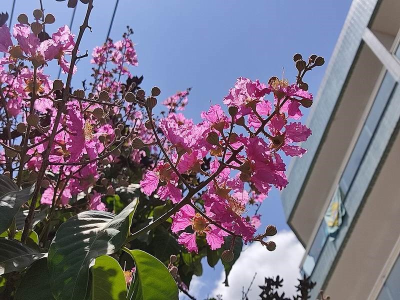 Bằng lăng ổi (lá nhỏ)