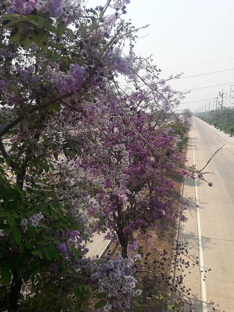 Bằng lăng ổi (lá nhỏ)
