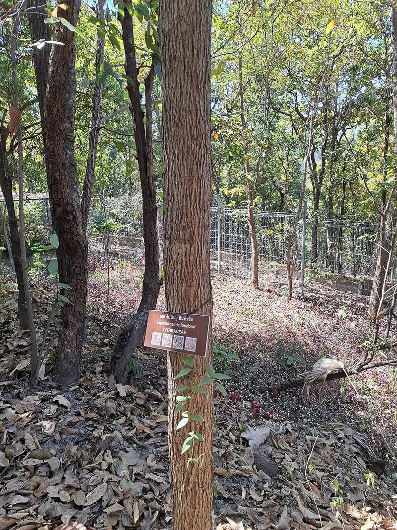 Bằng lăng ổi (lá nhỏ)