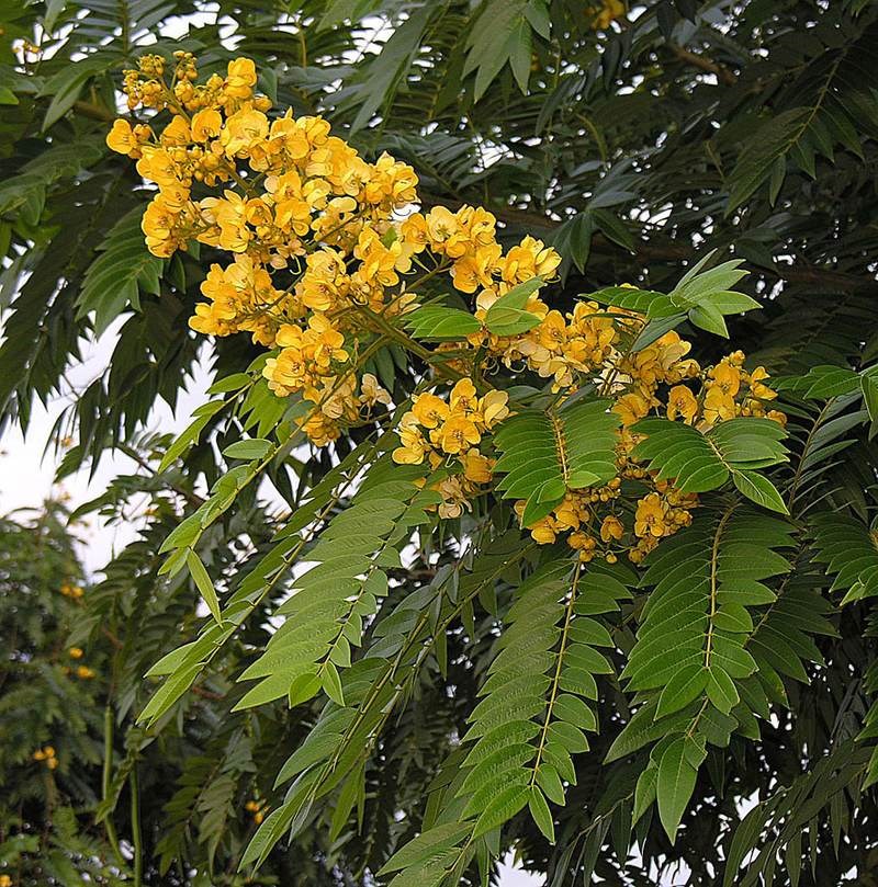 Điệp vàng (muồng nhạc ngựa)