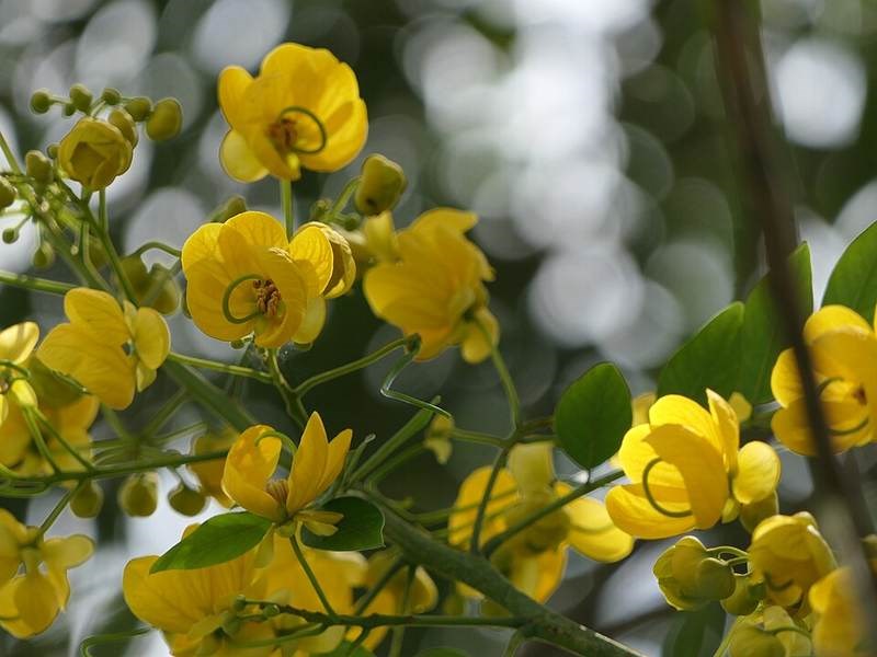 Điệp vàng (muồng nhạc ngựa)