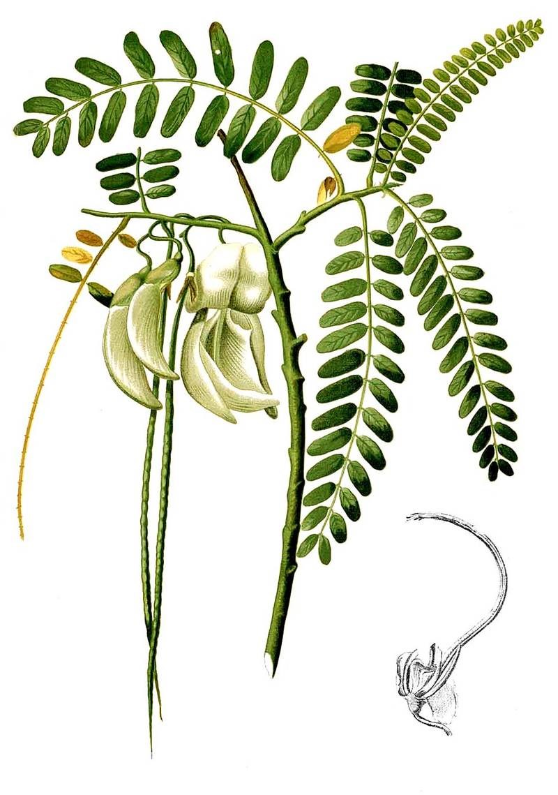 Muồng lá khế (điền thanh)