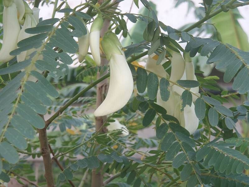 Muồng lá khế (điền thanh)