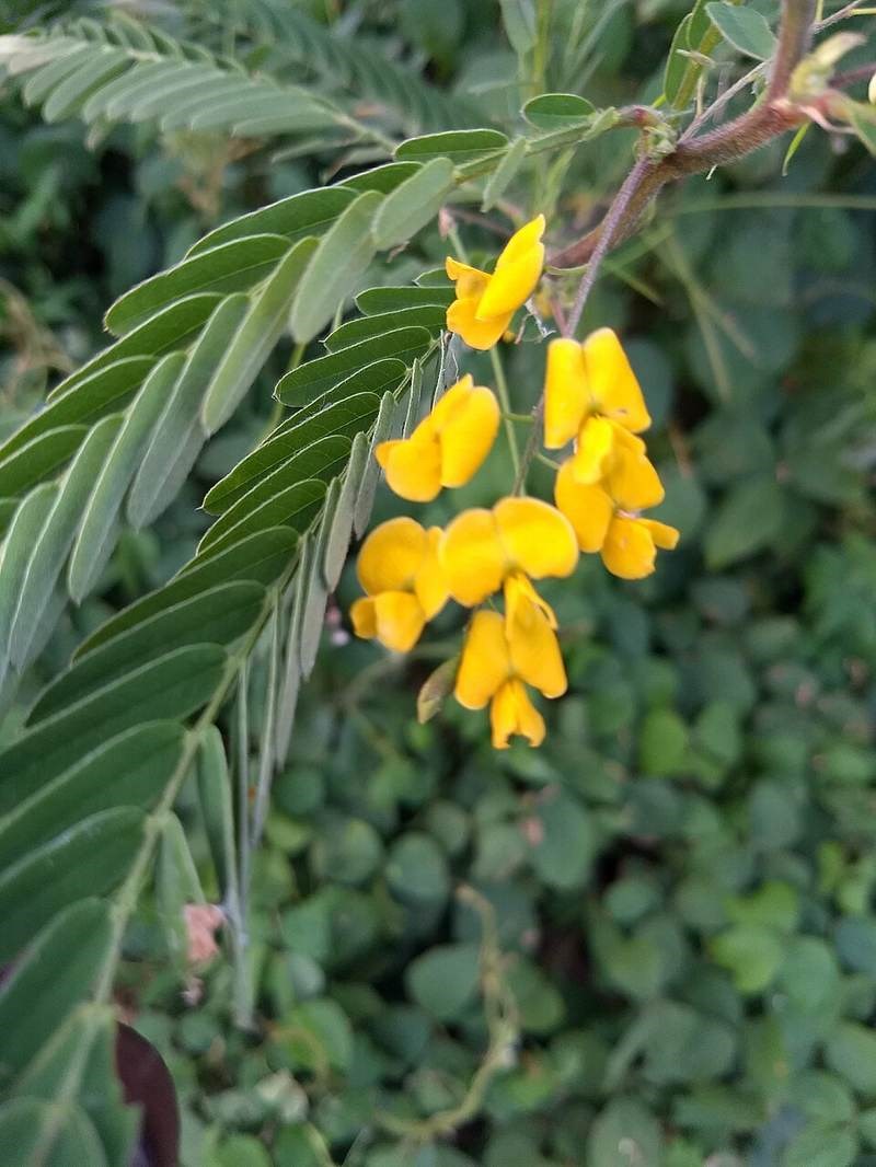 So đũa đỏ