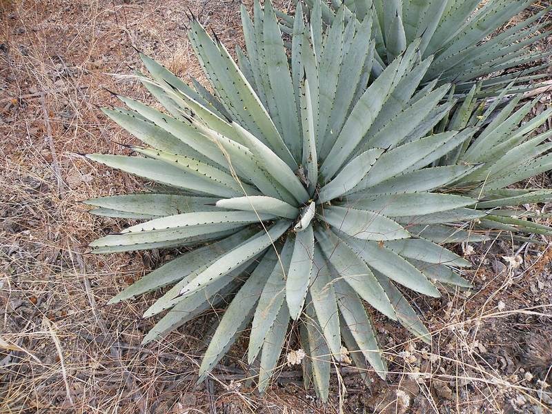 Thùa đen (agave đen)