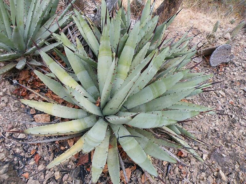 Thùa đen (agave đen)