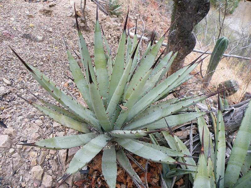 Thùa đen (agave đen)