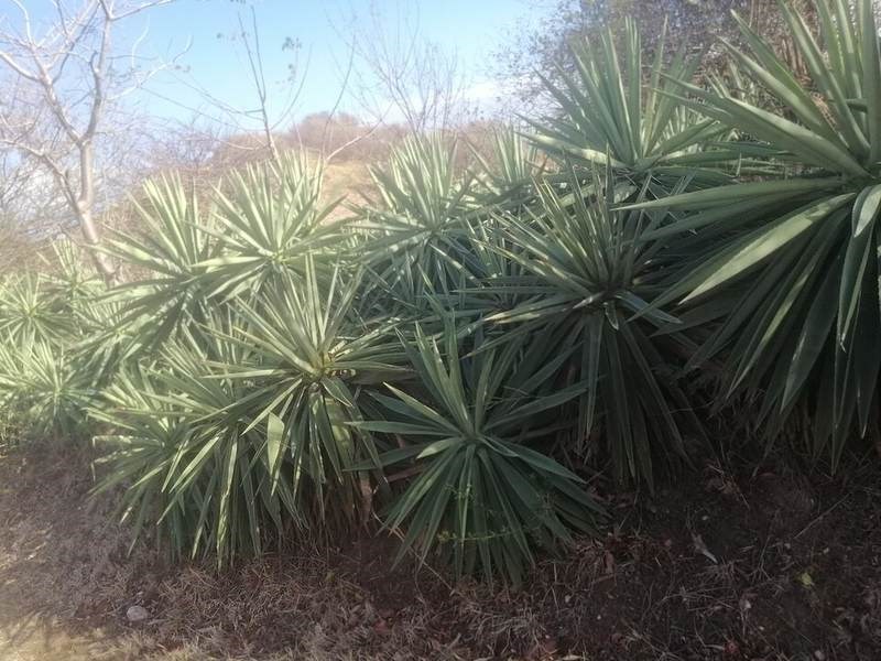 Dứa sợi (thùa sisal)