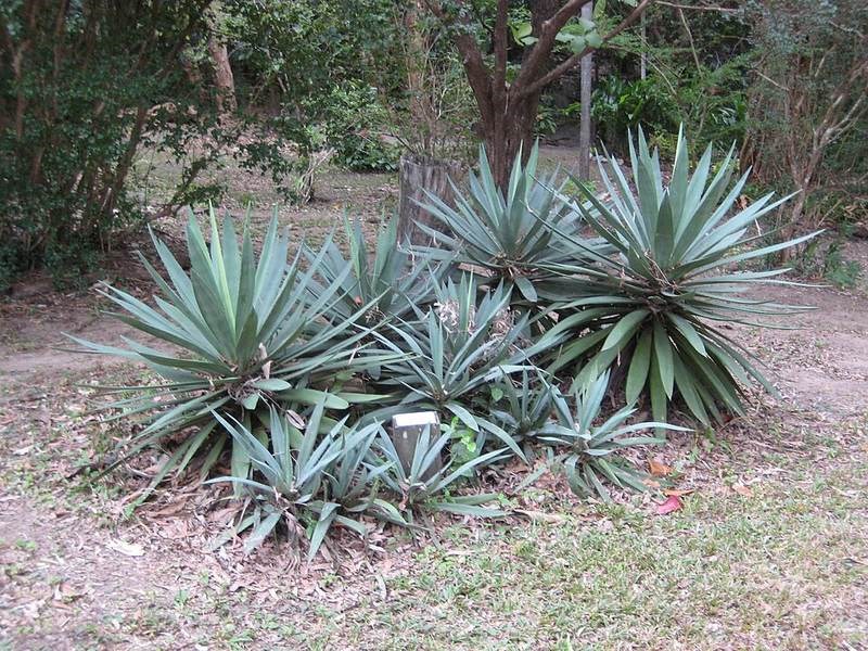 Dứa sợi (thùa sisal)