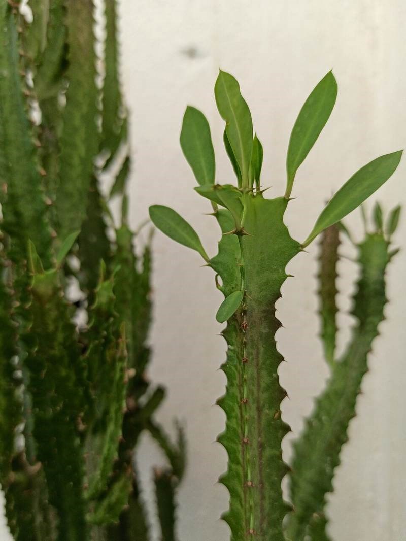 Xương rồng thanh sơn