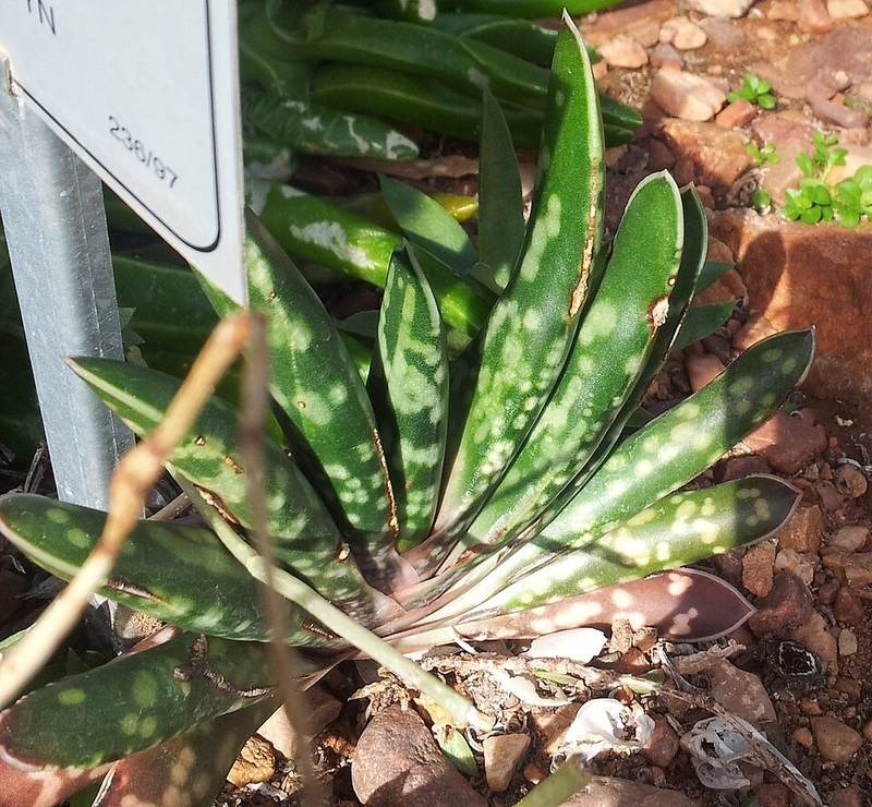 Nha đam sọc (aloe hổ)