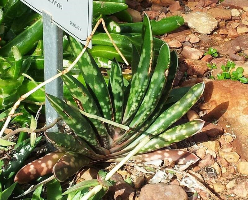 Nha đam sọc (aloe hổ)