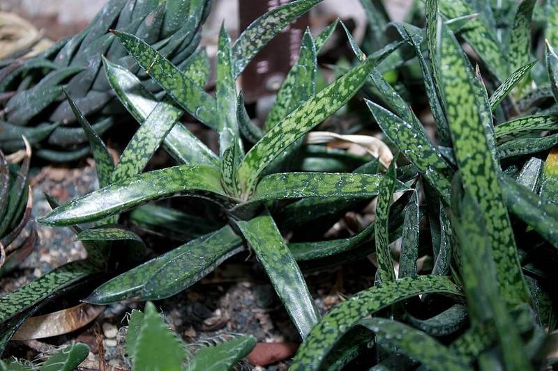 Nha đam sọc (aloe hổ)