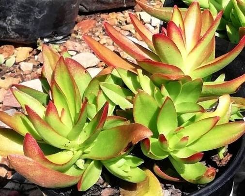 Cây ngọc bích viền đỏ