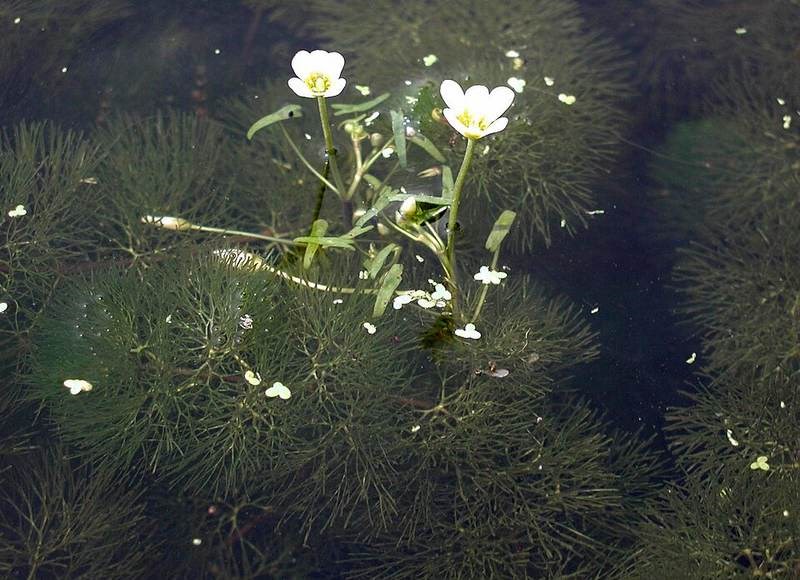 Rong la hán (thủy sinh)