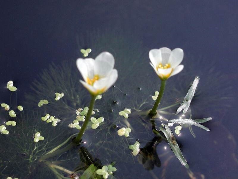 Rong la hán (thủy sinh)