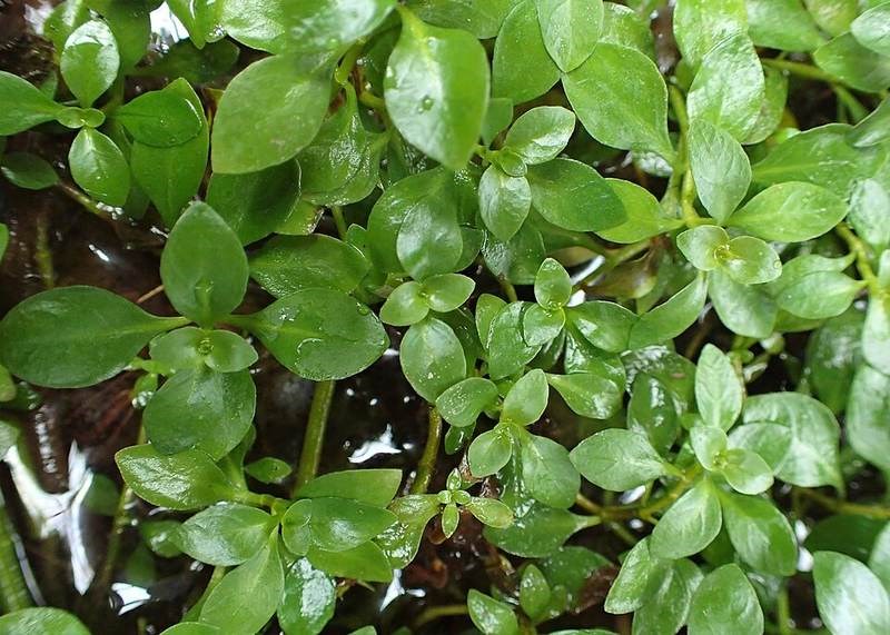 Cỏ nhật thủy sinh (cỏ đỏ)