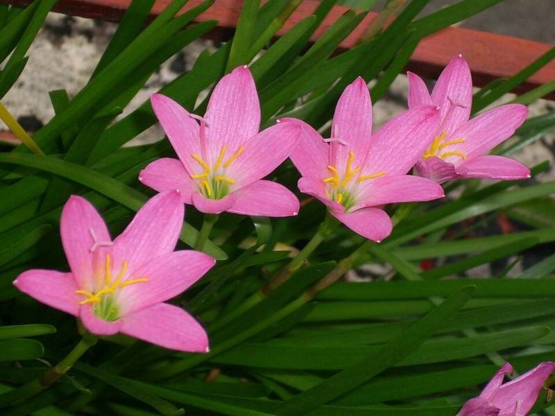 Phong huệ hồng