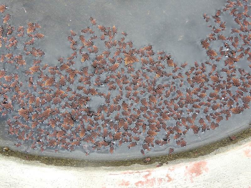 Bèo hoa dâu