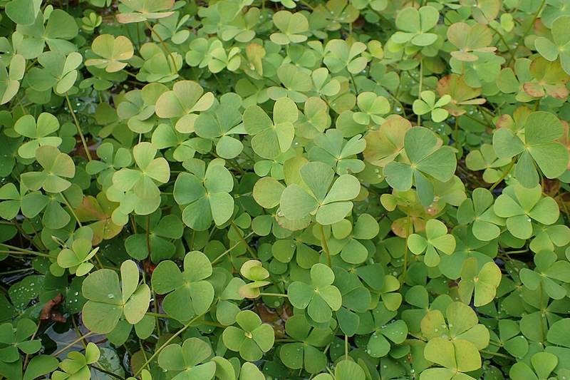 Cỏ bợ (rau bợ nước)