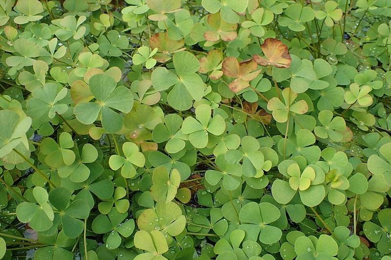 Cỏ bợ (rau bợ nước)