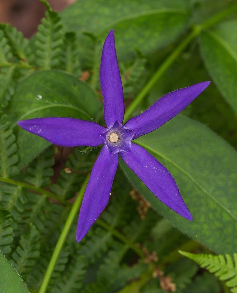 Cẩm nhung (dừa cạn thảm)