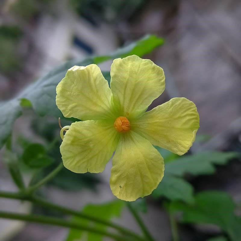 Mướp cảnh (khổ qua rừng)
