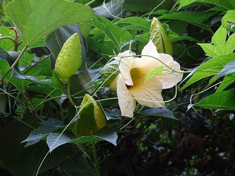 Gấc