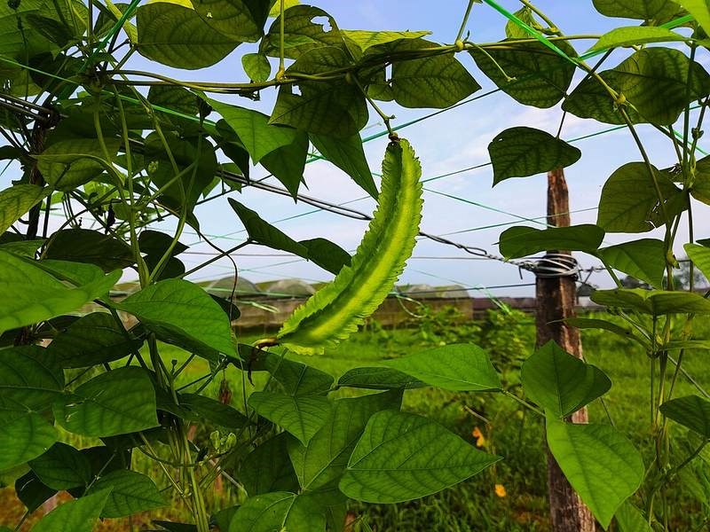 Đậu rồng (khế đậu)