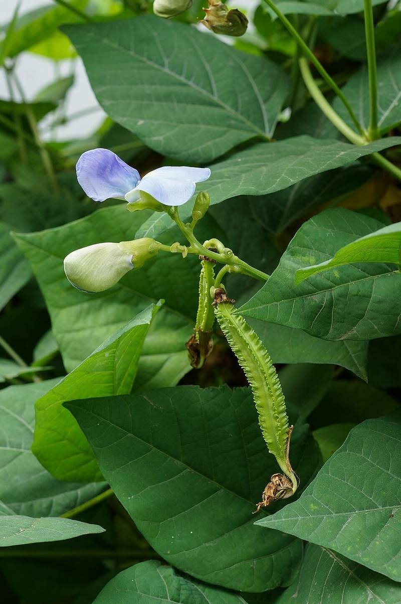 Đậu rồng (khế đậu)