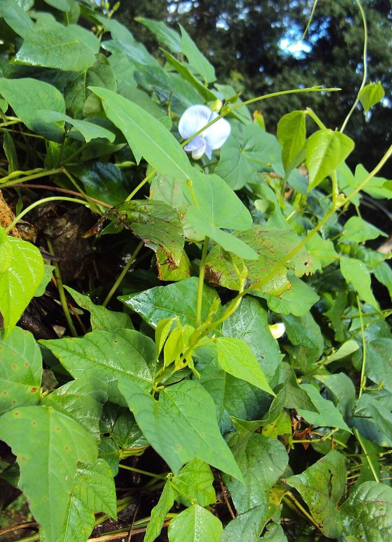 Đậu rồng (khế đậu)