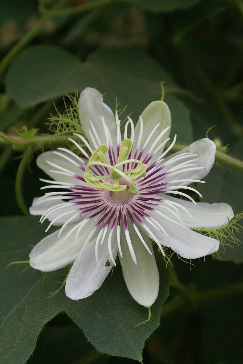 Lạc tiên (nhãn lồng)