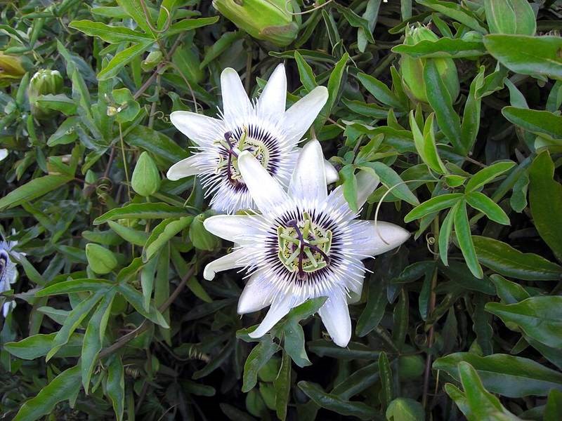 Hoa lạc tiên tím (chùm hoa)
