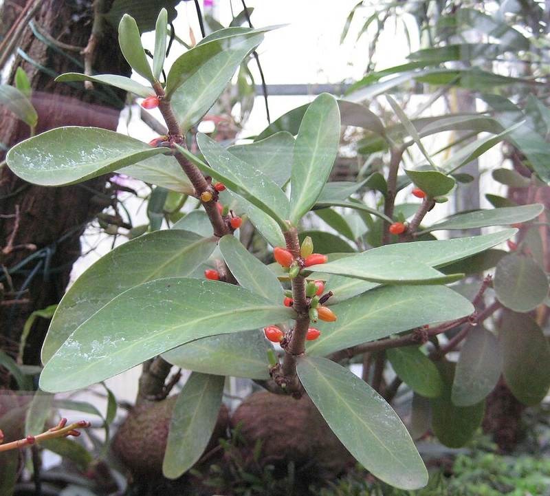 Bí kỳ nam (cây kiến)