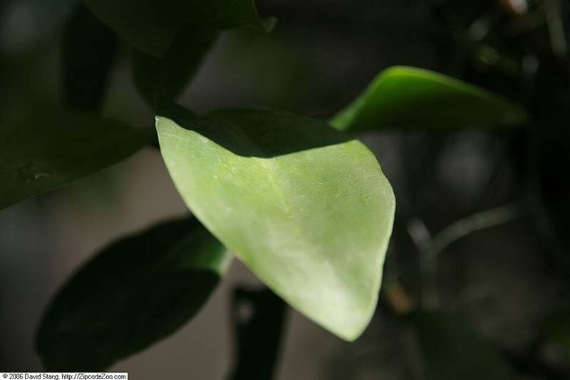 Bí kỳ nam (cây kiến)