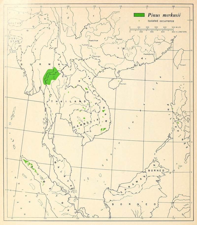 Thông hai lá (thông nhựa)