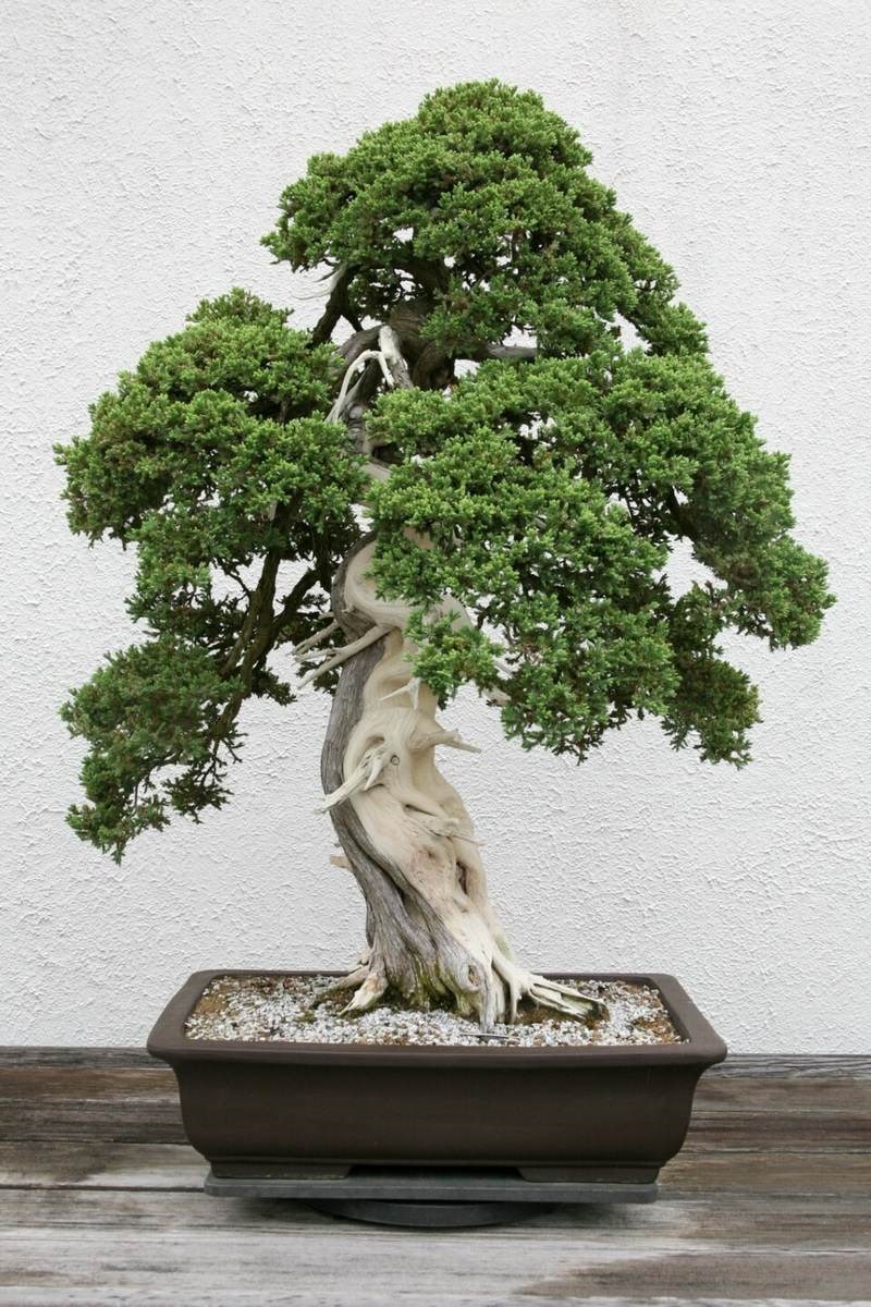 Trắc bách diệp rủ (bách xù)